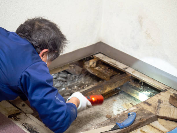 Mold Removal Process in Guthrie, OK