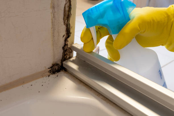 Attic Mold Removal in Guthrie, OK