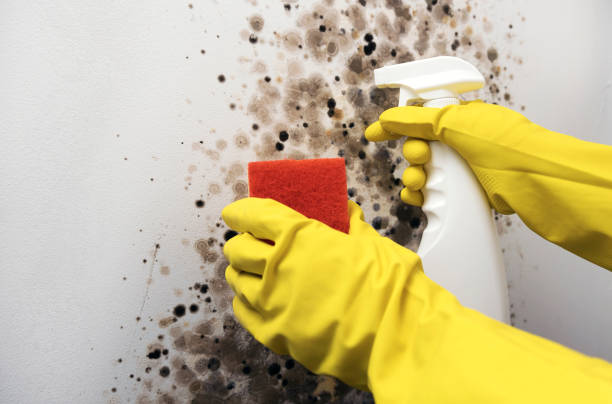 Best Professional Mold Removal  in Guthrie, OK
