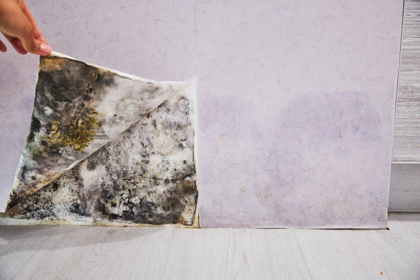 Trusted Guthrie, OK Mold Removal Experts